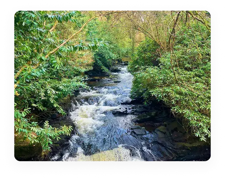 A narrow, rocky stream flows rapidly through dense, green foliage, with overhanging branches and lush plants on both sides, creating a peaceful, natural scene.