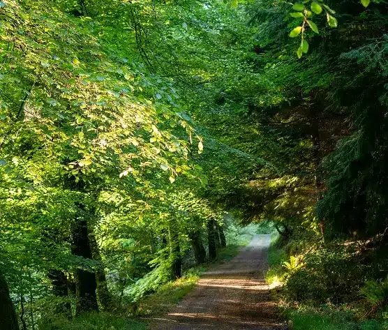 A sunlit dirt path winds through a lush, green forest with dense trees and overhanging branches, creating a peaceful and inviting natural scene.