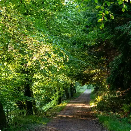 A sunlit dirt path winds through a lush, green forest with dense trees and overhanging branches, creating a peaceful and inviting natural scene.