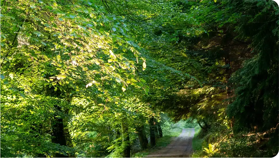 A sunlit forest scene with a dirt path winding through dense green trees and overhanging branches, creating a peaceful, natural tunnel of foliage.
